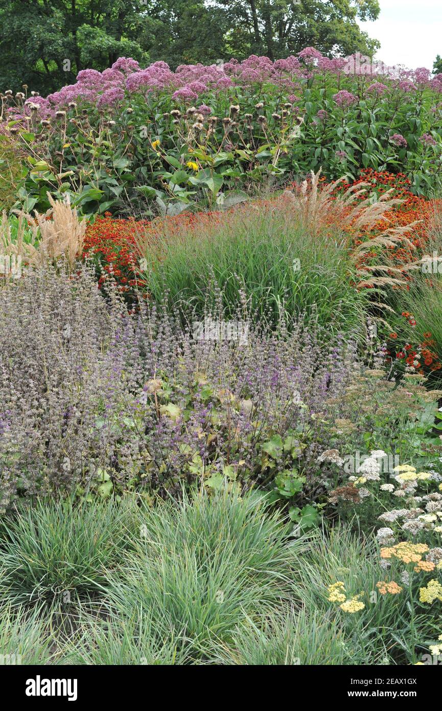 HAMM, GERMANY - 15 AUGUST 2015: Planting in perennial meadow style designed by Piet Oudolf in the Garden Art garden in the public park Maximilianpark Stock Photo