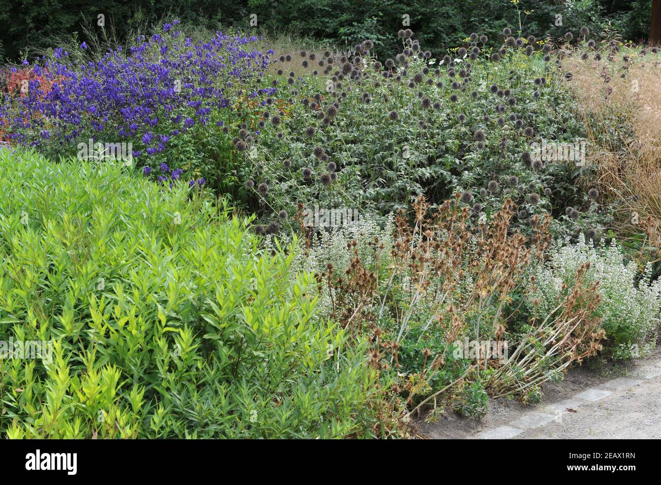HAMM, GERMANY - 15 AUGUST 2015: Planting in perennial meadow style designed by Piet Oudolf in the Garden Art garden in the public park Maximilianpark Stock Photo