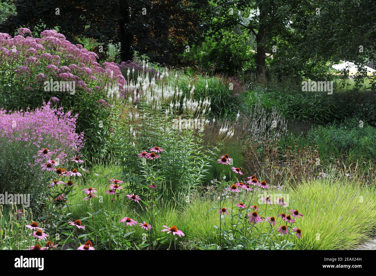 HAMM, GERMANY - 15 AUGUST 2015: Planting in perennial meadow style designed by Piet Oudolf in the Nature Designs garden in the Maximilianpark Stock Photo