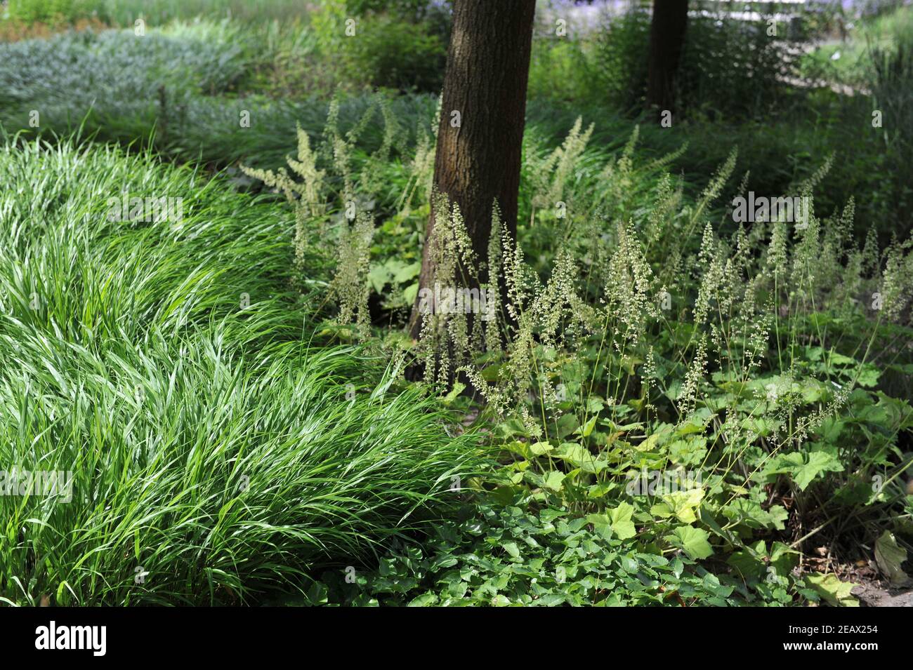 HAMM, GERMANY - 15 AUGUST 2015: Shadow part of planting in perennial meadow style designed by Piet Oudolf in the Nature Designs garden Maximilianpark Stock Photo