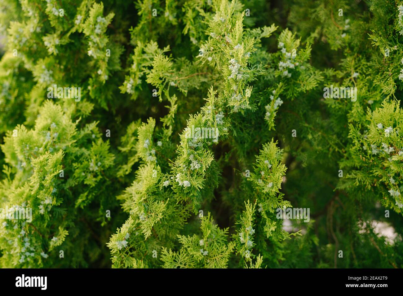 A close-up of the branches of an eastern thuja with blue ripening cones. Stock Photo