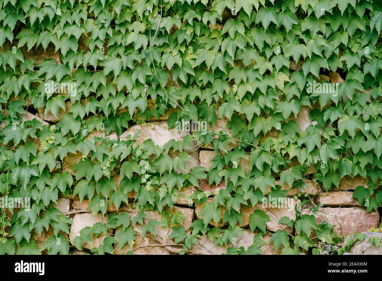 Green leaves of maiden grapes on a stone wall. Stock Photo