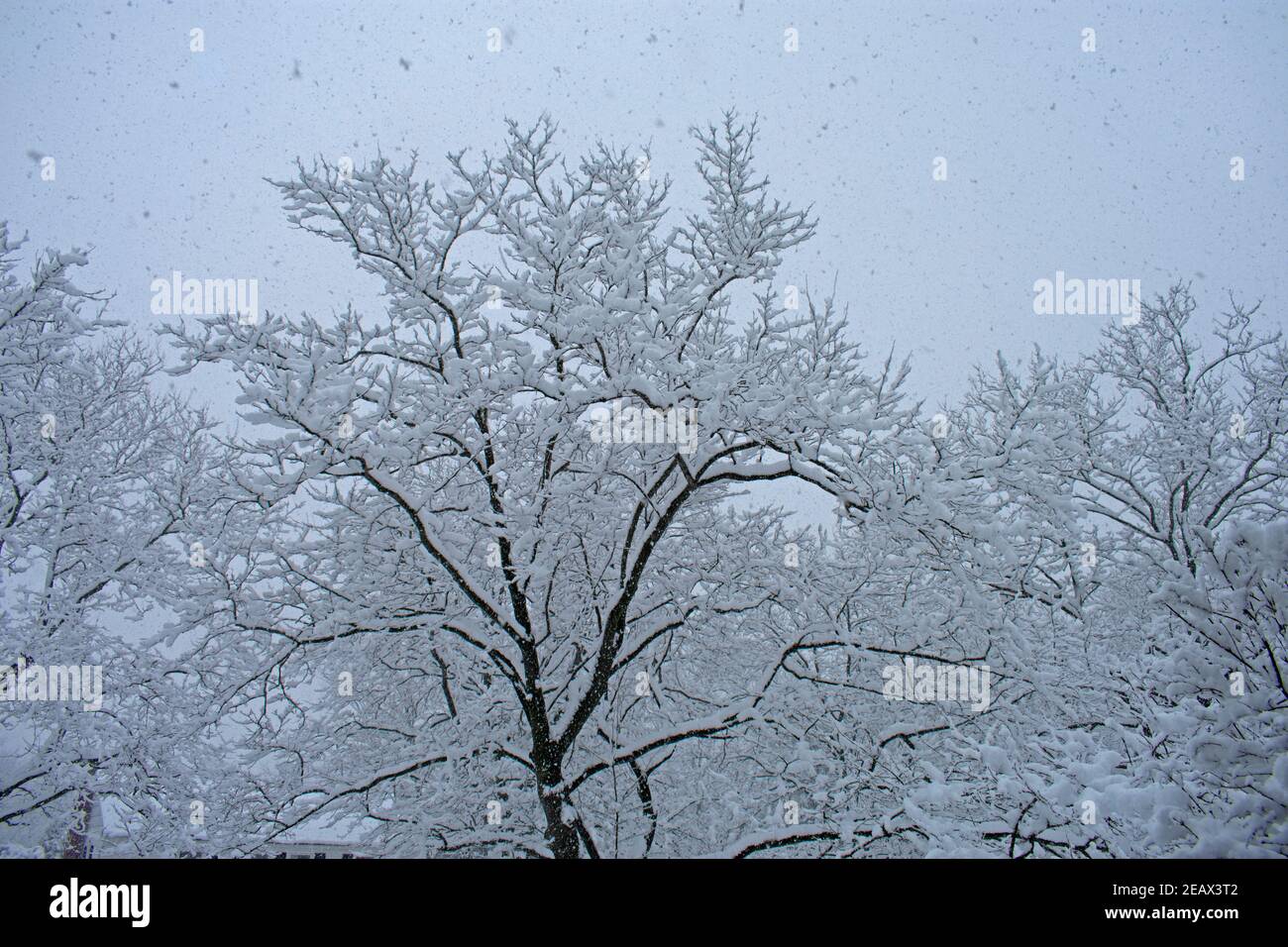 Falling snow of a mid-winter storm covers the branches of leafless sycamore trees in a suburban neighborhood -11 Stock Photo