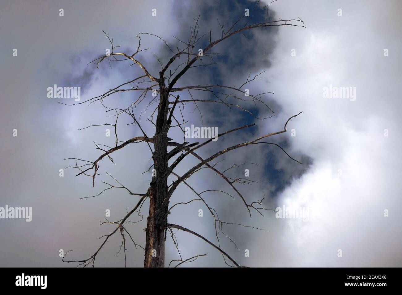 Stark outline of a leafless dead tree top against some moody looking clouds. On a trail outside Ottawa, Ontario, Canada. Stock Photo
