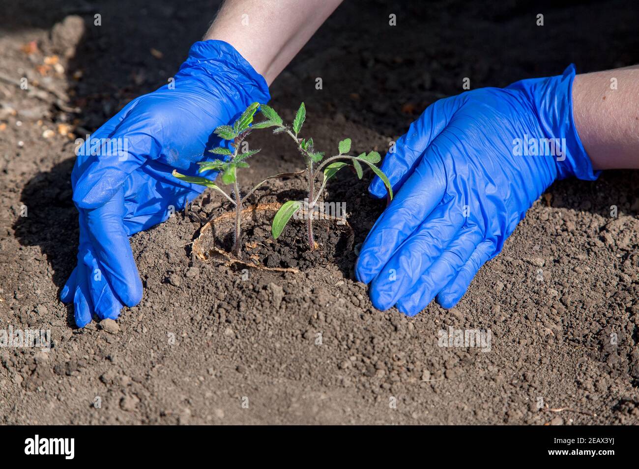 process of planting a plant in the soil for grow vegetables, a gloved hands bury a hole with eco pot with tomato seedlings, a closeup on theme of agri Stock Photo