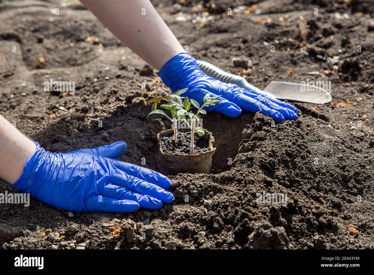 process of planting a plant in the soil for growing vegetables, a gloved hands bury a hole with eco pot with tomato seedlings, a closeup on theme of a Stock Photo