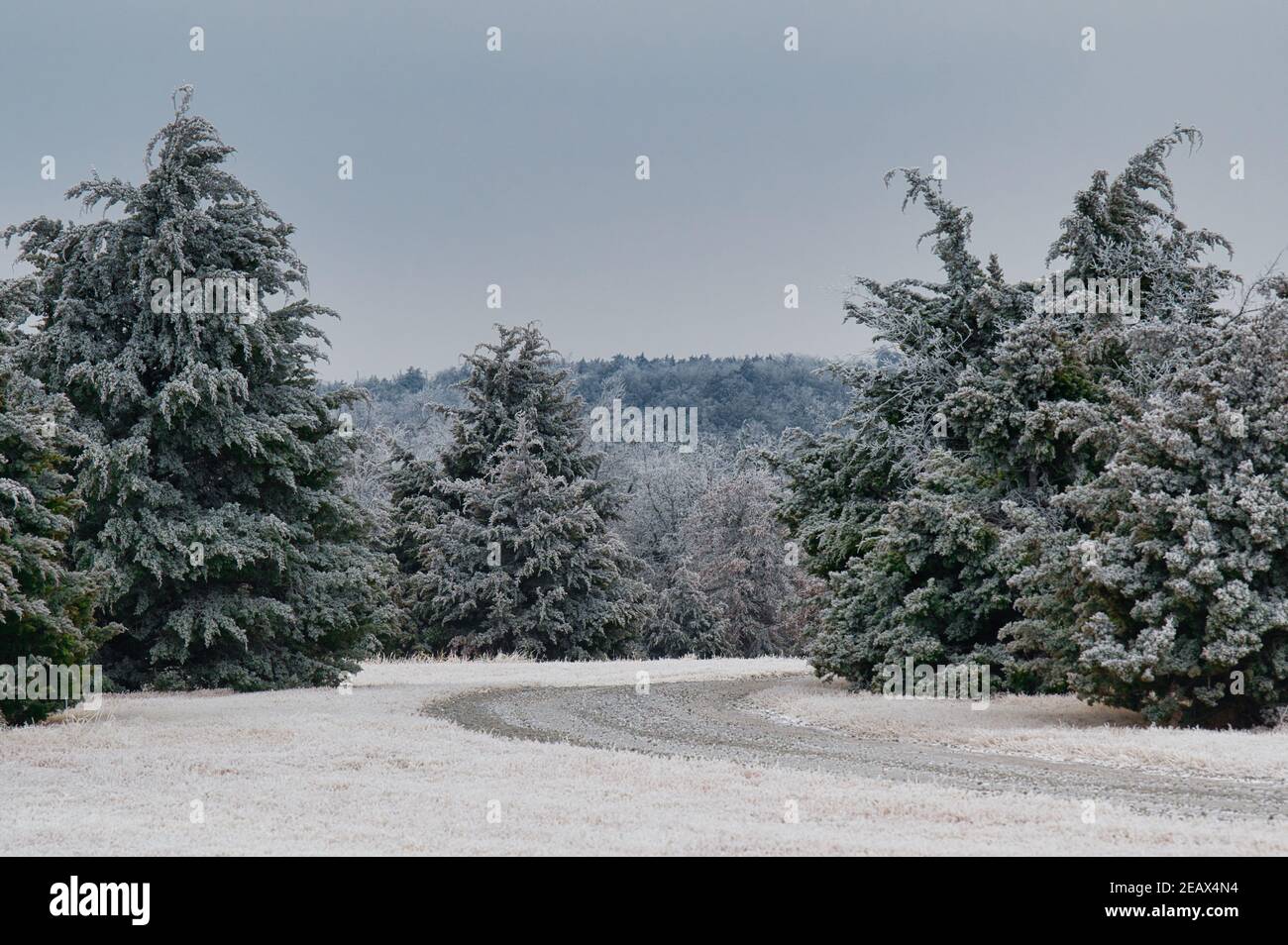 Gravel road with snow frosted red cedar trees in Oklahoma. Stock Photo