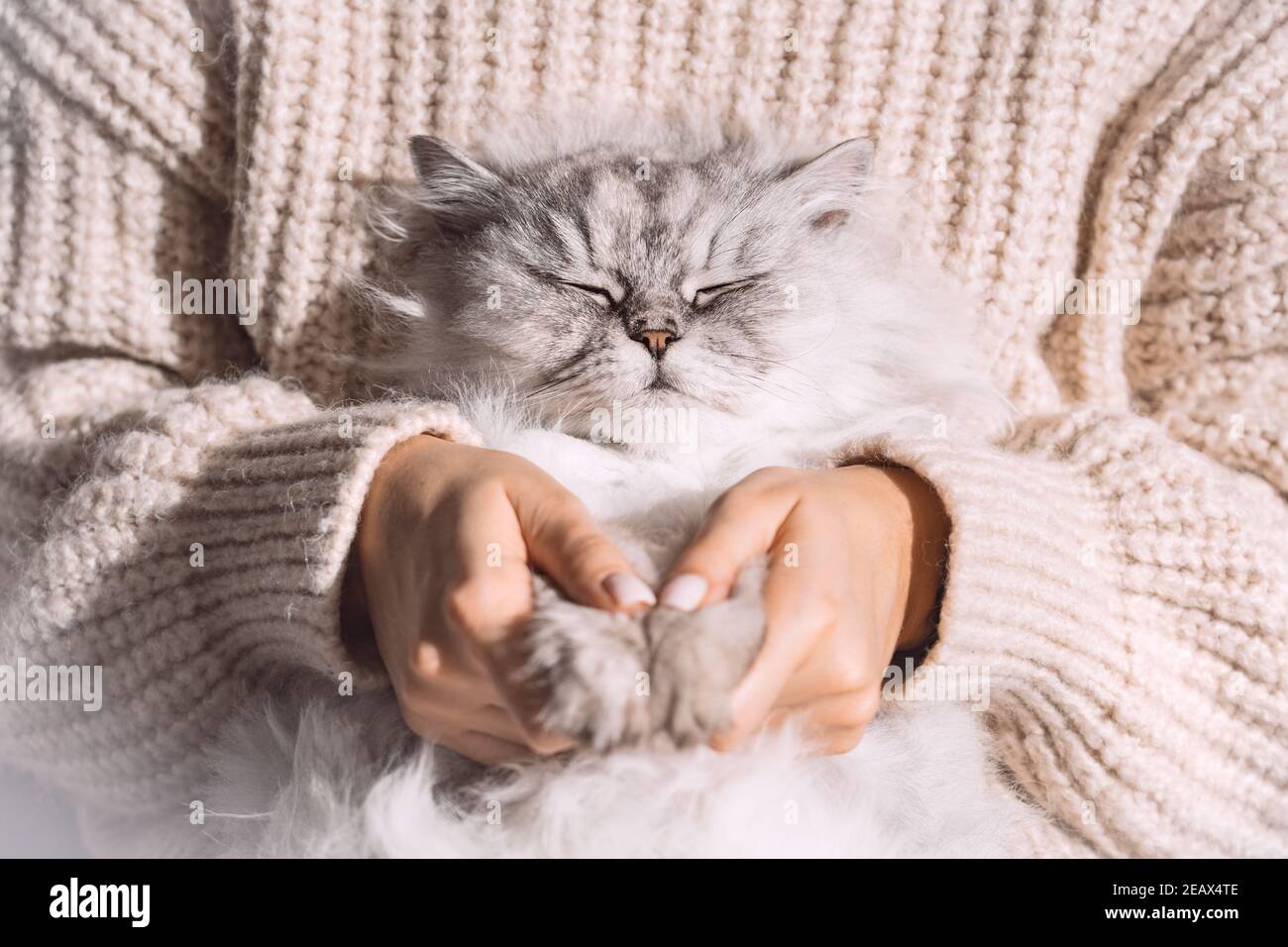 Cute fluffy relaxed cat sleeping in the arms. Love cats and humans. Cat