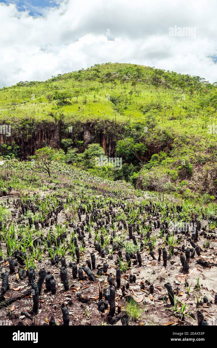 Vegetation of the Brazilian Cerrado on the hills of Capitólio, Minas Gerais state. Burned Canela de Ema plants on foreground, native plant of Cerrado. Stock Photo
