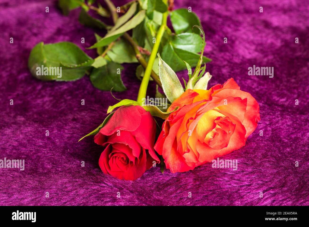 celebrite day love in febuary in pandemic time Stock Photo