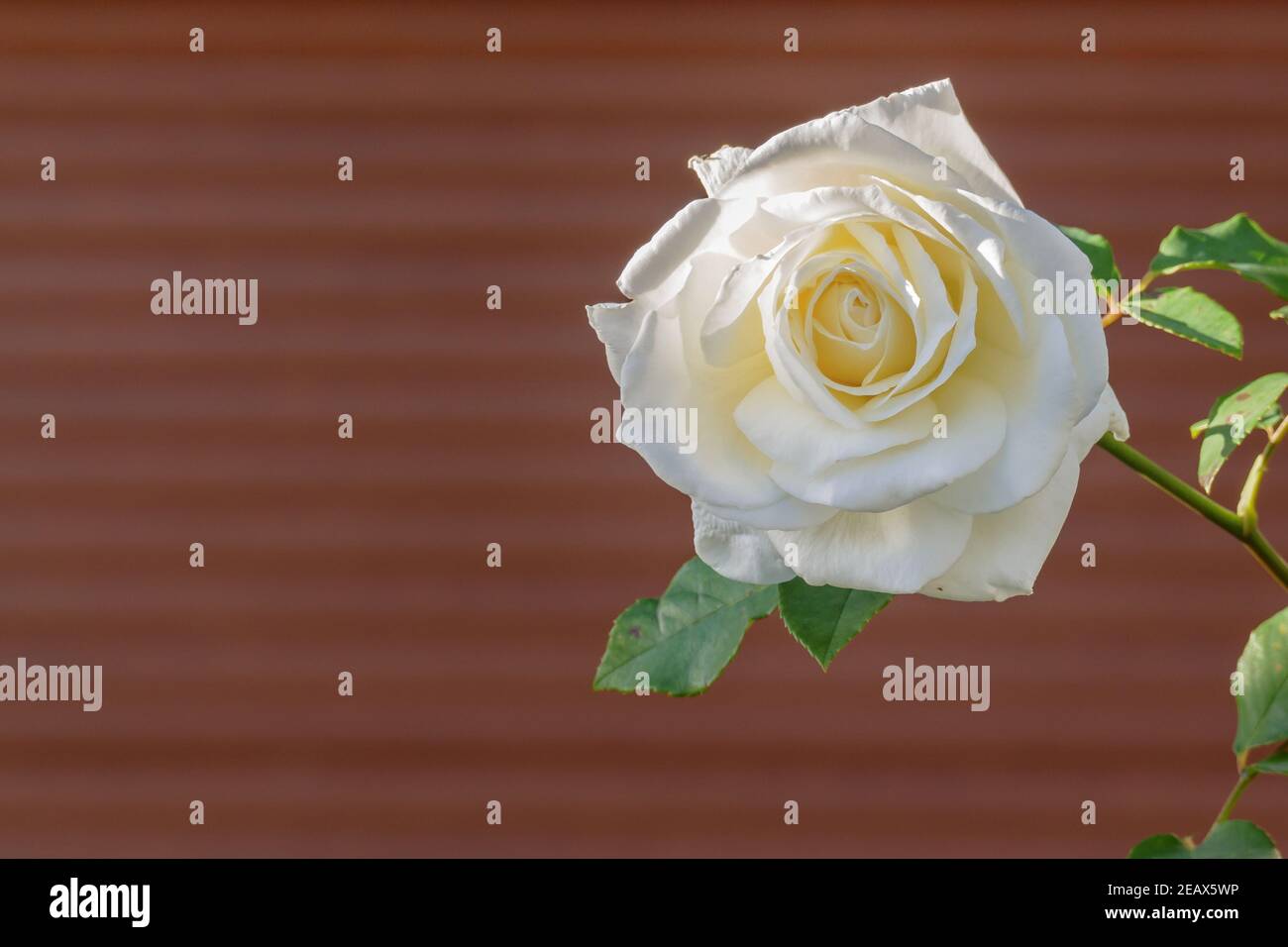 white rose on red defocused background outdoors Stock Photo