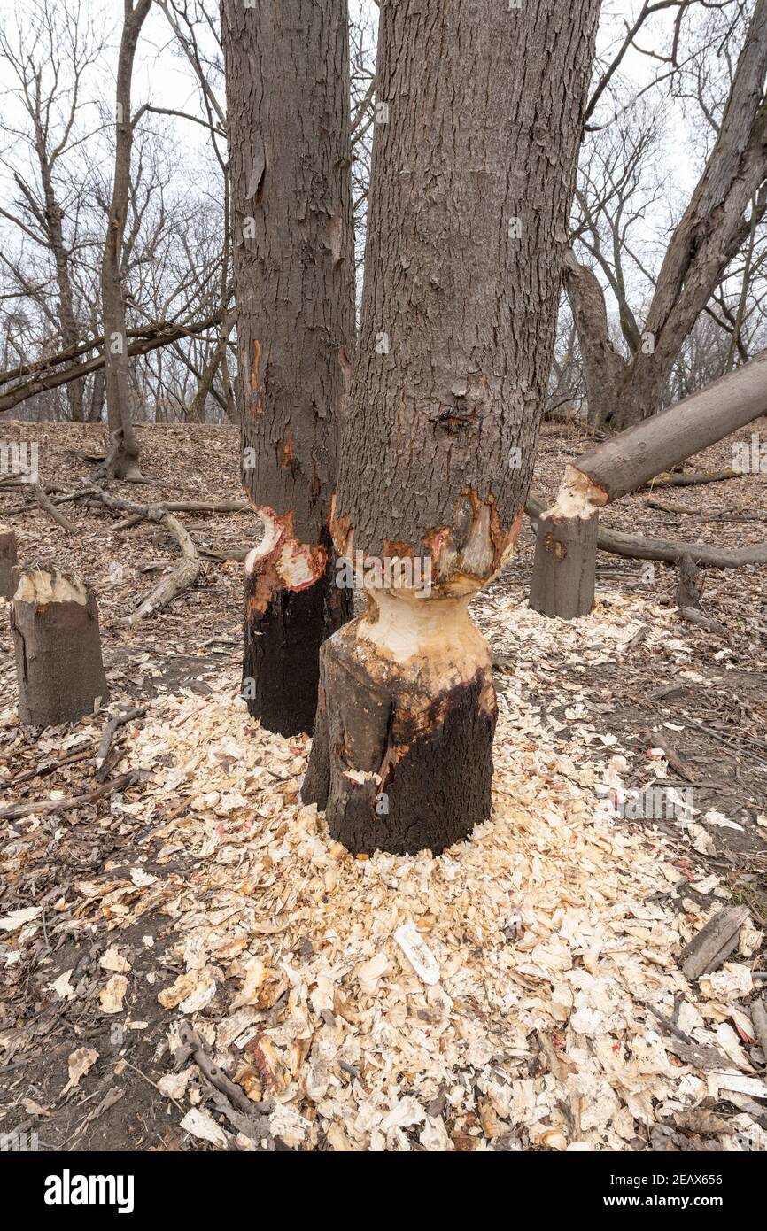 Bark Stripped High Resolution Stock Photography And Images Alamy