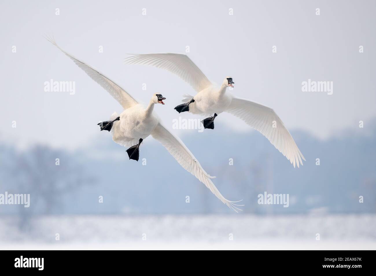 Pair of Trumpeter swans (Cygnus buccinator) landing on St. Croix River, WI, USA, by Dominique Braud/Dembinsky Photo Assoc Stock Photo