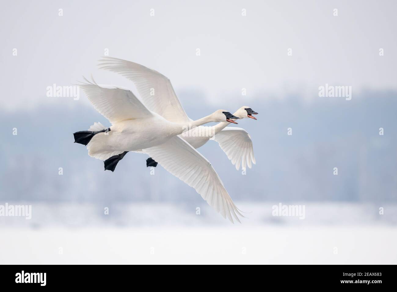 Pair of Trumpeter swans (Cygnus buccinator) landing on St. Croix River, WI, USA, by Dominique Braud/Dembinsky Photo Assoc Stock Photo