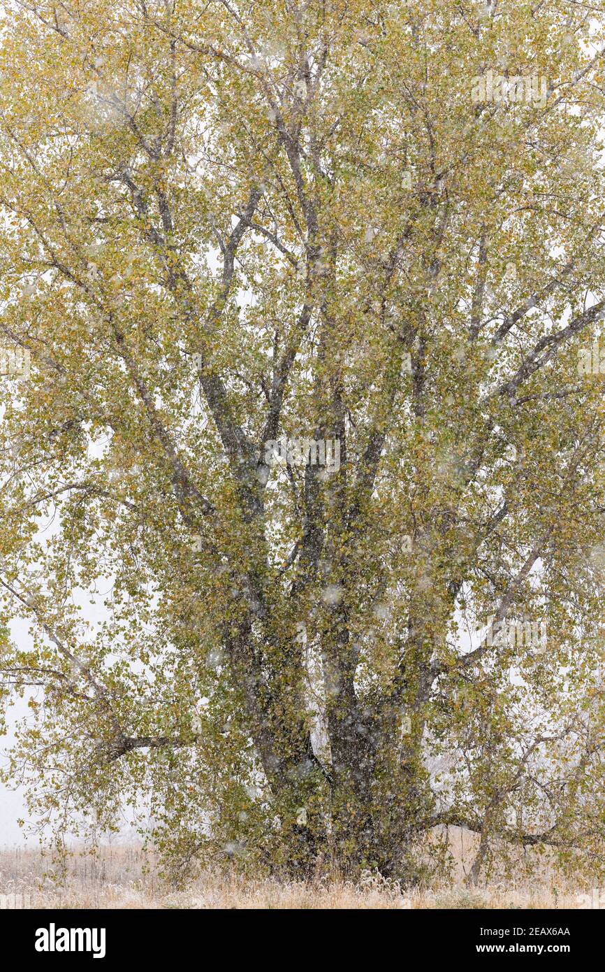 Eastern cottonwood (Populus deltoides) with snowfall, October, USA, by Dominique Braud/Dembinsky Photo Assoc Stock Photo