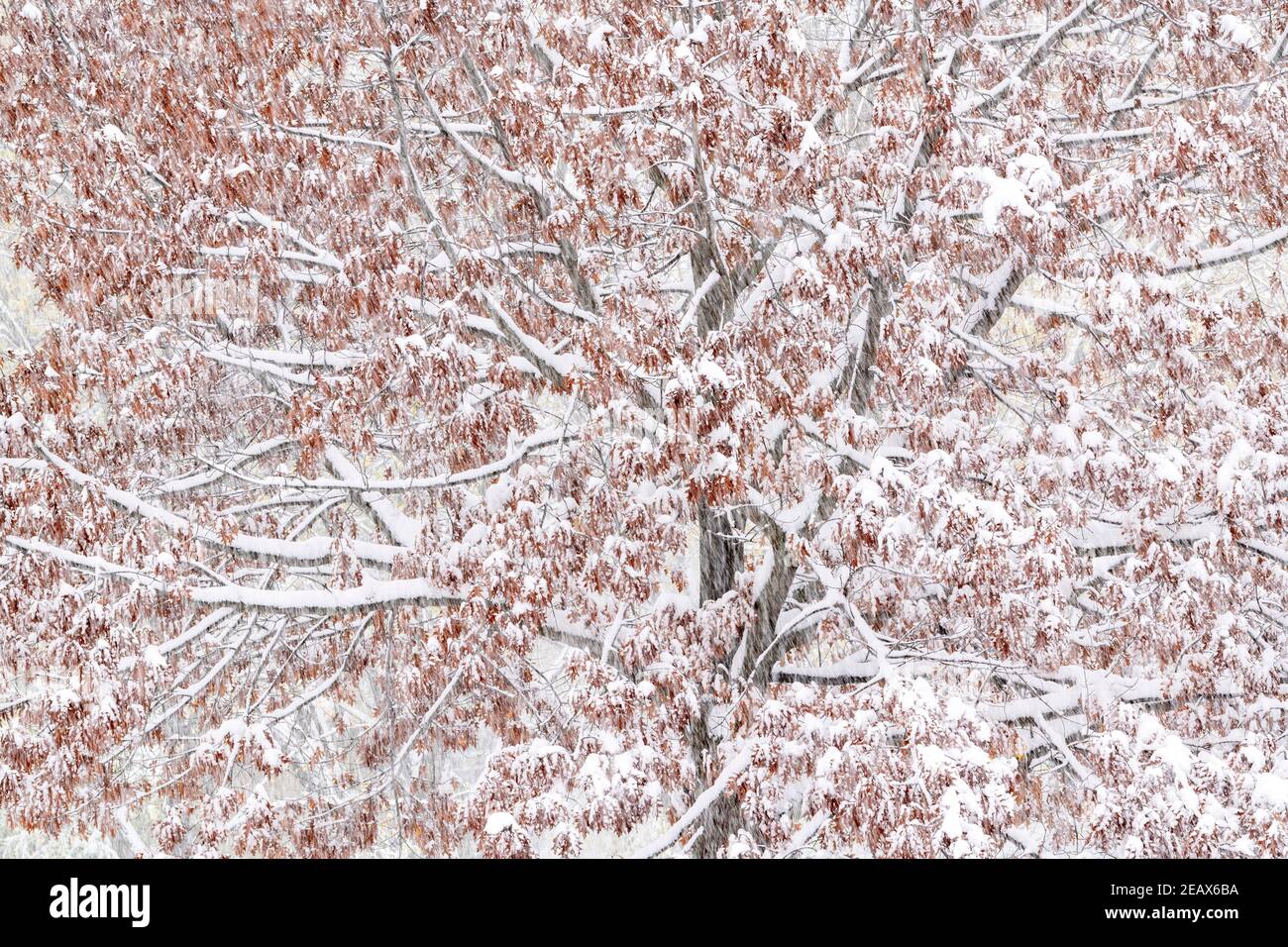 Red Oak (Quercus rubra)  during October snowstorm, MN, USA, by Dominique Braud/Dembinsky Photo Assoc Stock Photo