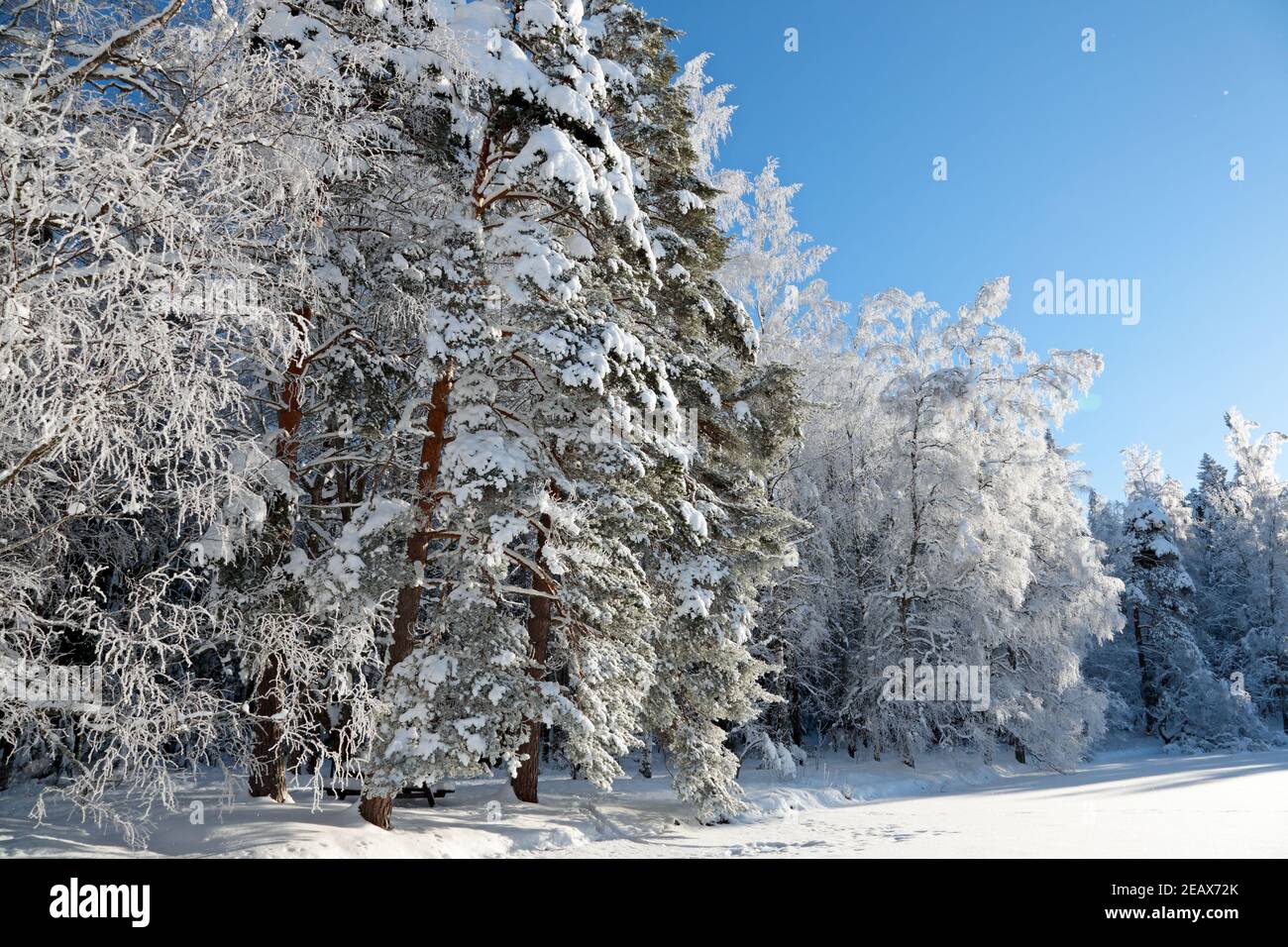 A beautiful wintry landscape with snowy tall spruce and birch trees with falling frost flakes Stock Photo