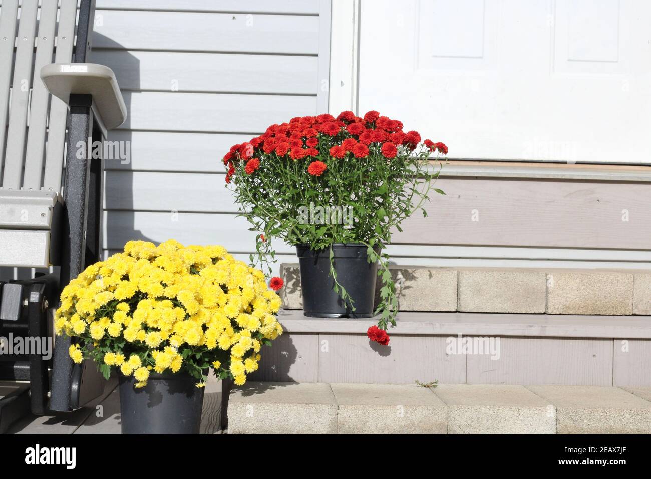 Beautiful Mums at doorstep of house Stock Photo