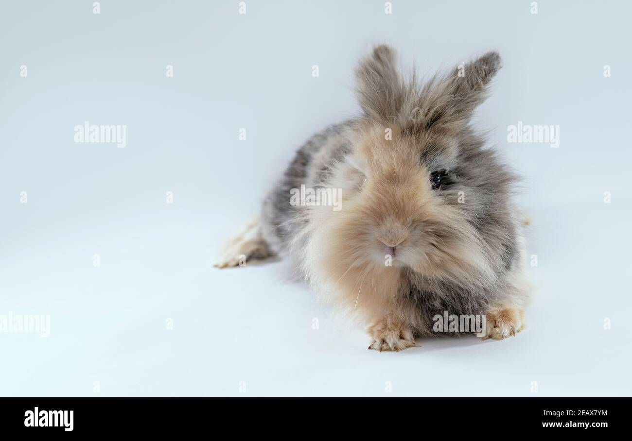 Lionhead Rabbit Computer Backround White Lionhead Bunny Background