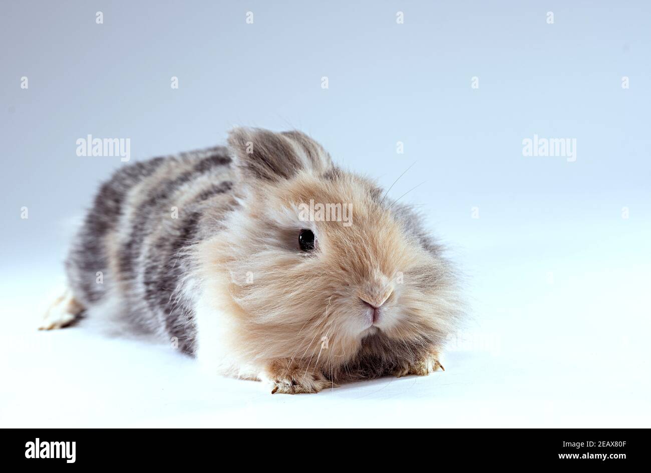 Scared lionhead rabbit looking right at the camera Stock Photo - Alamy