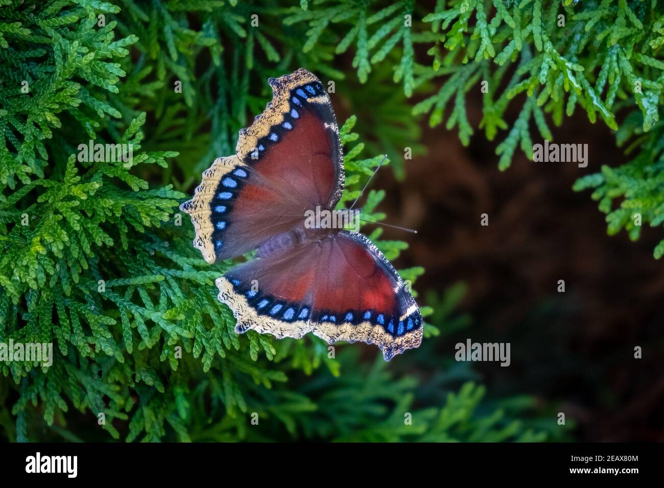 A Mourning Cloak Butterfly (Nymphalis antiopa) resting on an Arborvitae branch. Stock Photo