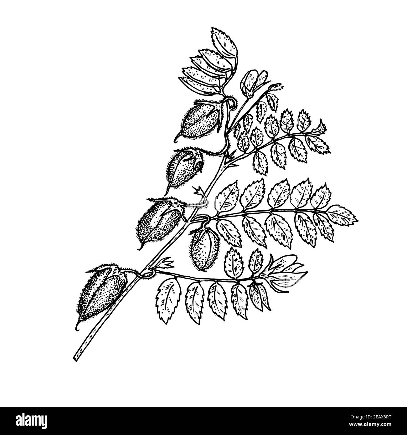 Plant with chickpea fruits. Growing peas. Ripening beans in vintage style. Monochrome style. Stock Vector