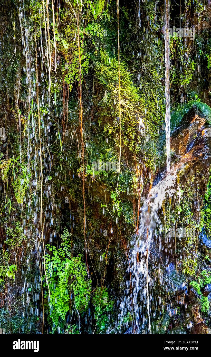 Water drops along vines on wet green tropical jungle wall in Hawaii Stock Photo