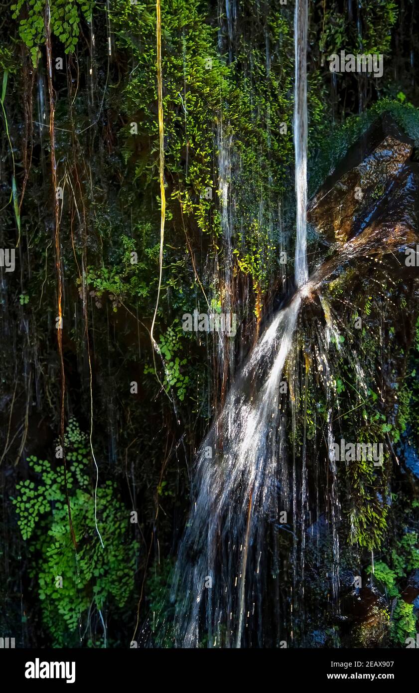 Water pours down vine and fern covered jungle wall in Hawaii Stock Photo