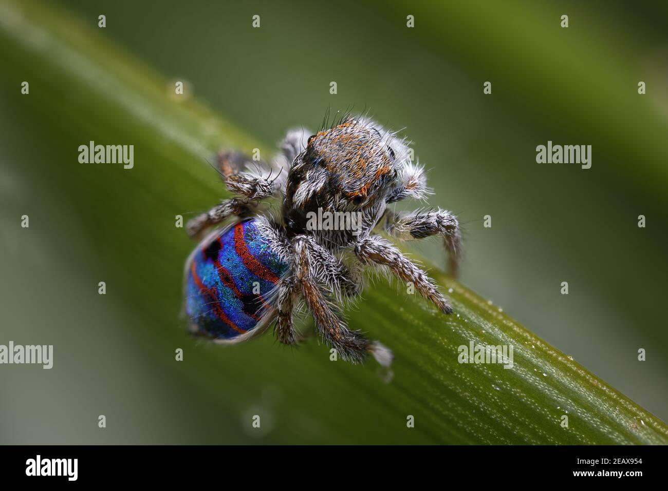 Male Maratus speciosus - the Coastal Peacock Spider Stock Photo