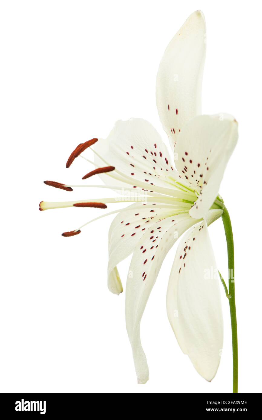 White flower of lily, isolated on white background Stock Photo - Alamy