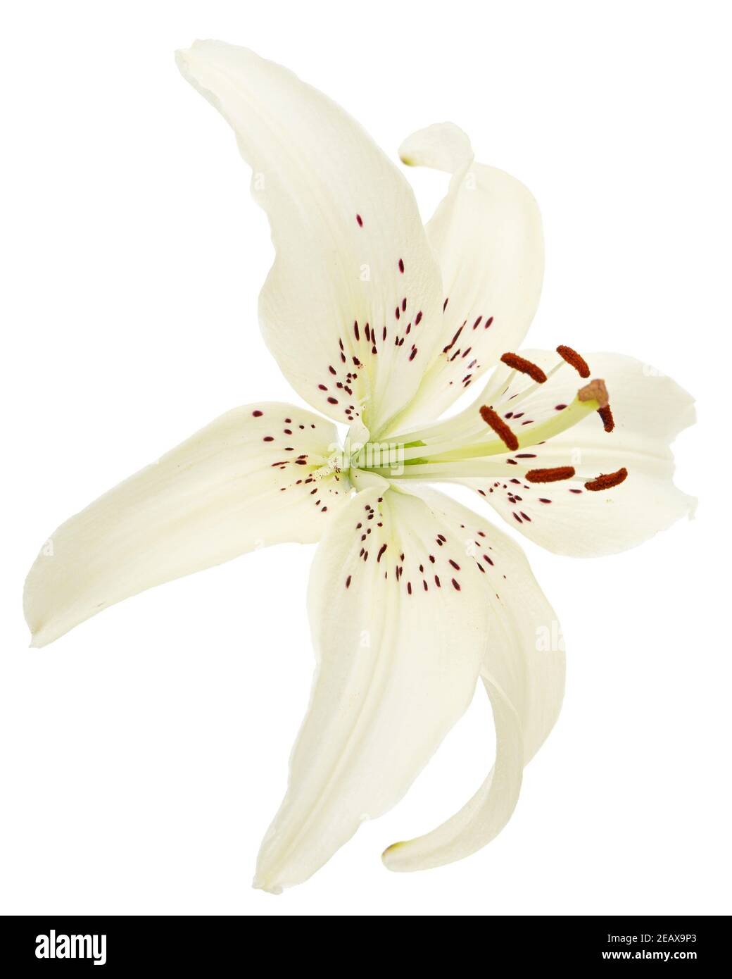 White flower of lily, isolated on white background Stock Photo - Alamy