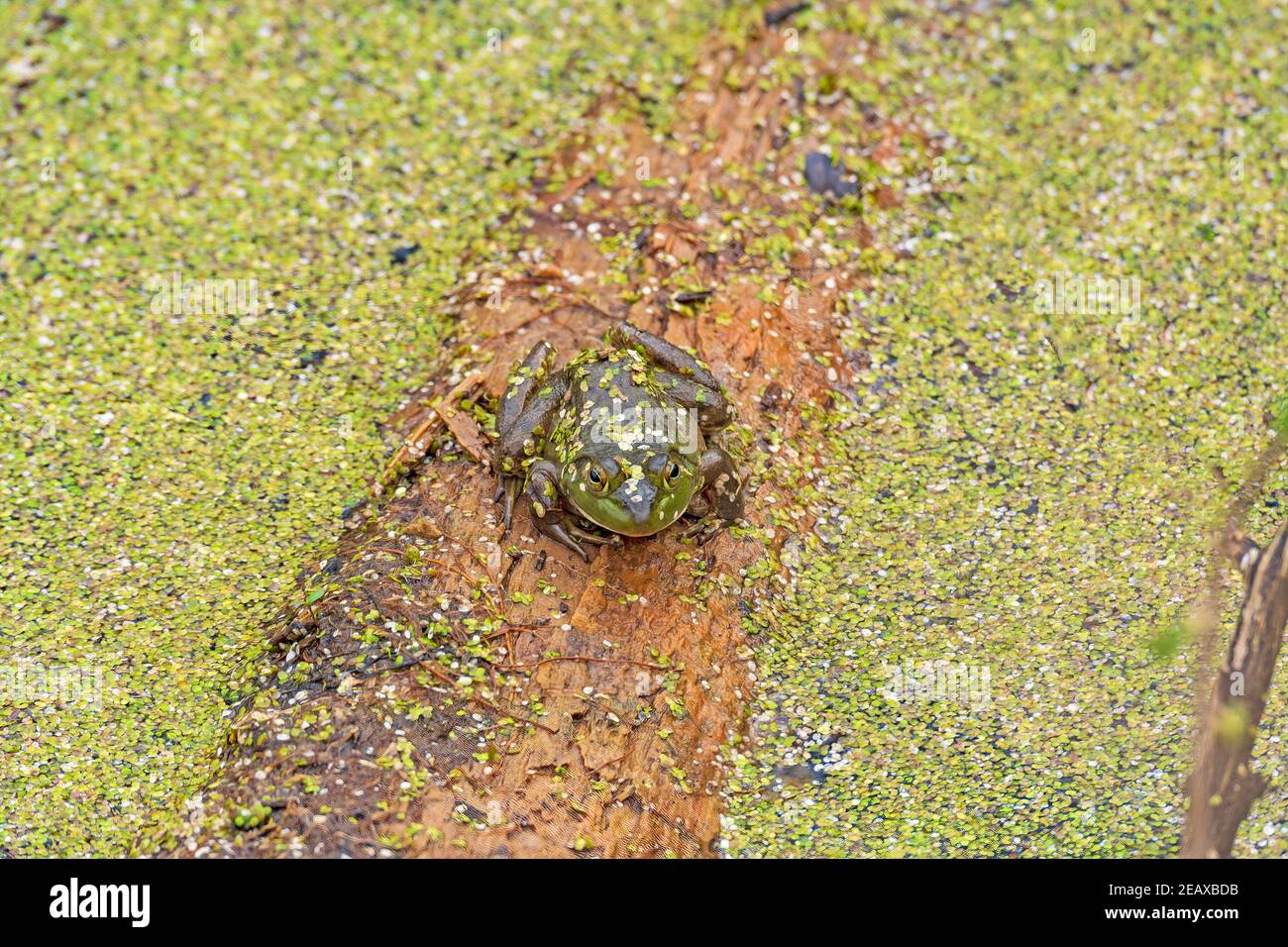 Green Frog Covered in Duckweed in Midewin National Tallgrass Prairie in Wilmington, Illinois Stock Photo