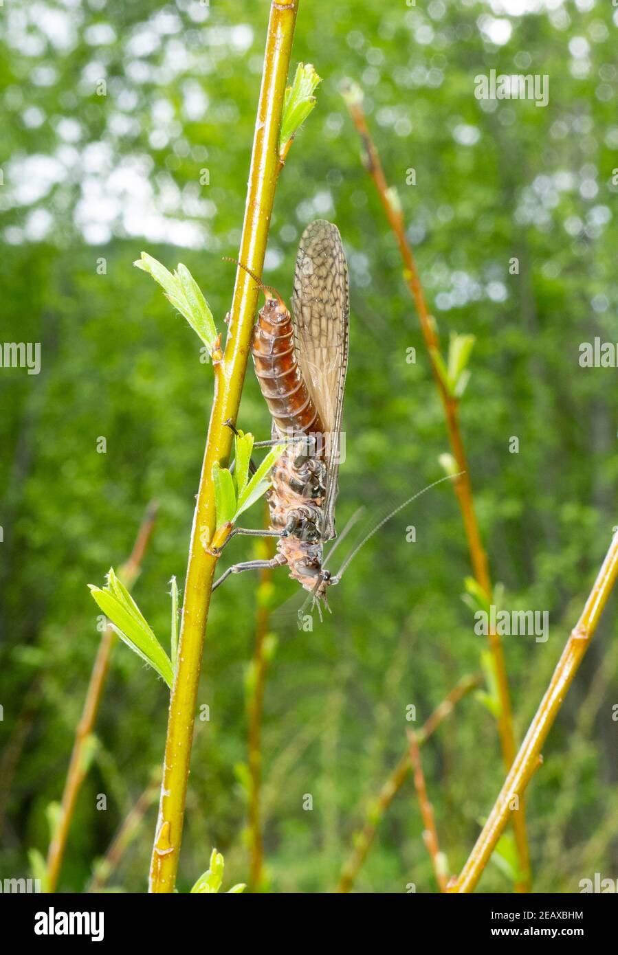 Salmonfly, Pteronarcys californica, Valley of the Moon, Rock Creek, Montana  Kingdom: Animalia Phylum: Arthropoda Class: Insecta Order: Plecoptera Sub Stock Photo