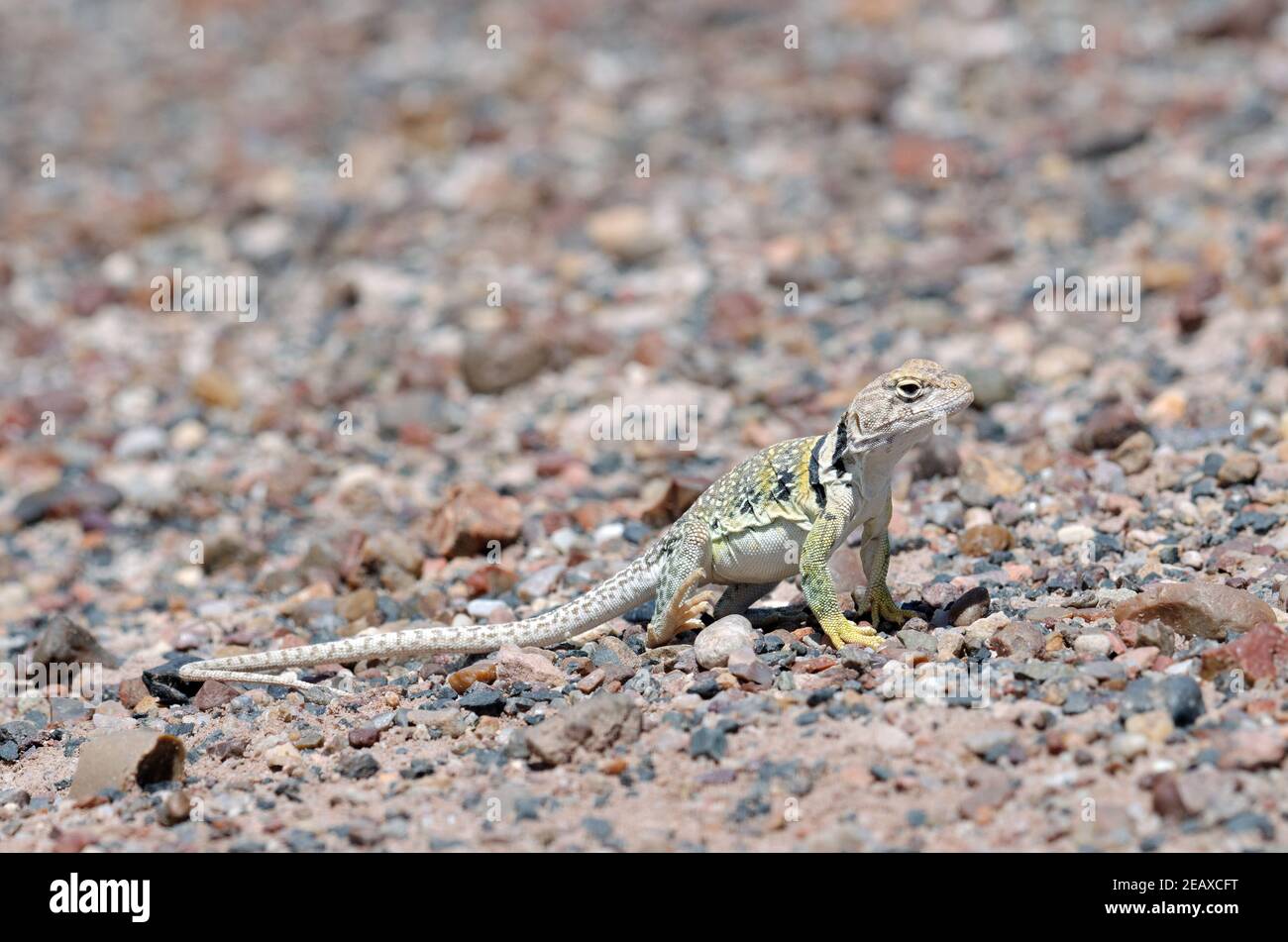 Eastern Collared Lizard (Crotaphytus collaris Stock Photo Alamy