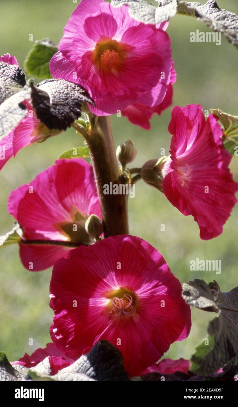 Plants flowers hollyhock flower hi-res stock photography and images - Alamy