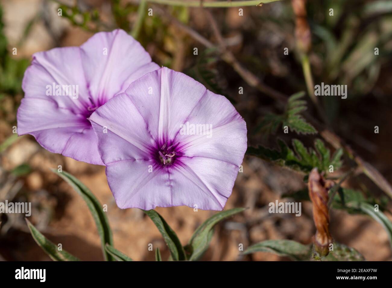 Close up image of a pair of Lavender Moonflowers (Ipomoea turbinata) A delicate light purple, pink colored flower has a flat pentagonal shape Stock Photo