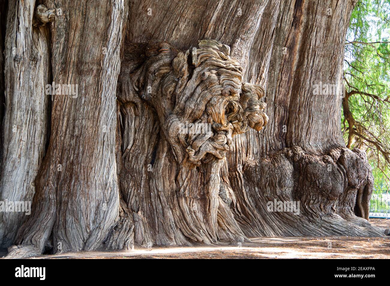 Árbol del Tule / Tree of Tule in Oaxaca, Mexico Stock Photo