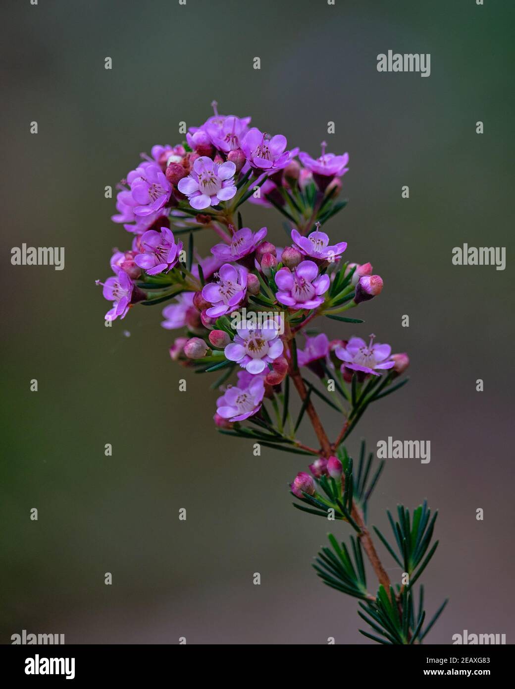 Geraldton Wax Flowers Stock Photo