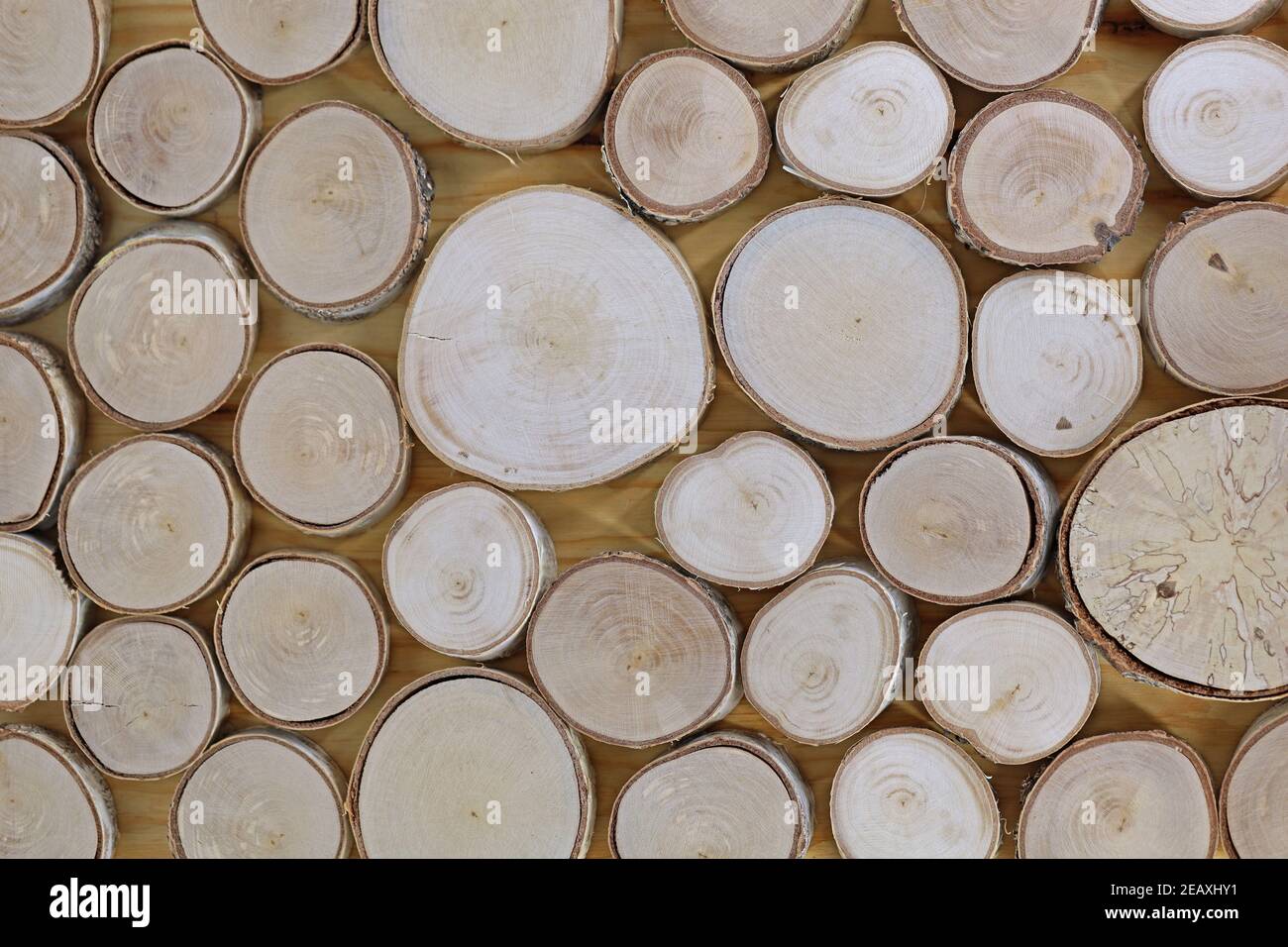 background made of birch tree cuttings, top view Stock Photo