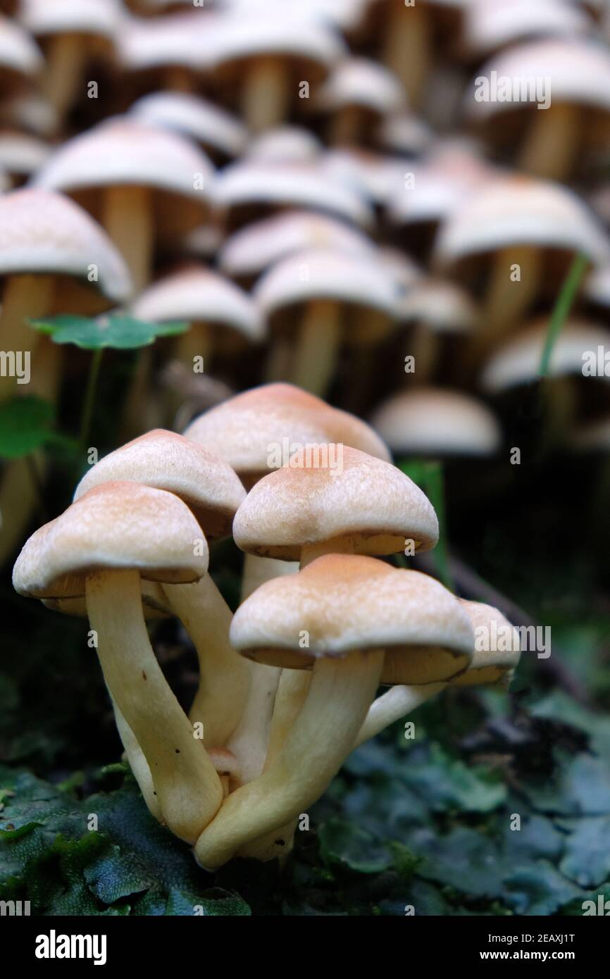 fungus that lives on a dead tree or organic matter Stock Photo