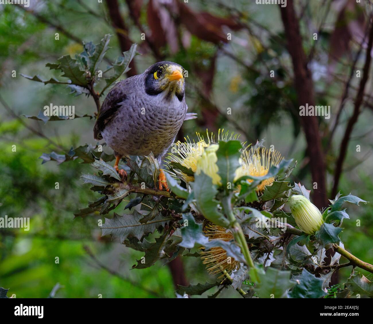 It's MY Parrot Bush Stock Photo