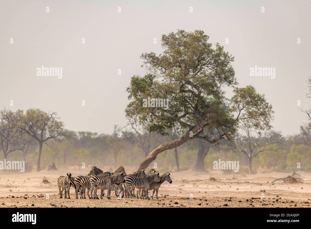 A herd of Burchells Zebra Equus quagga burchellii seen in Zimbabwe's ...