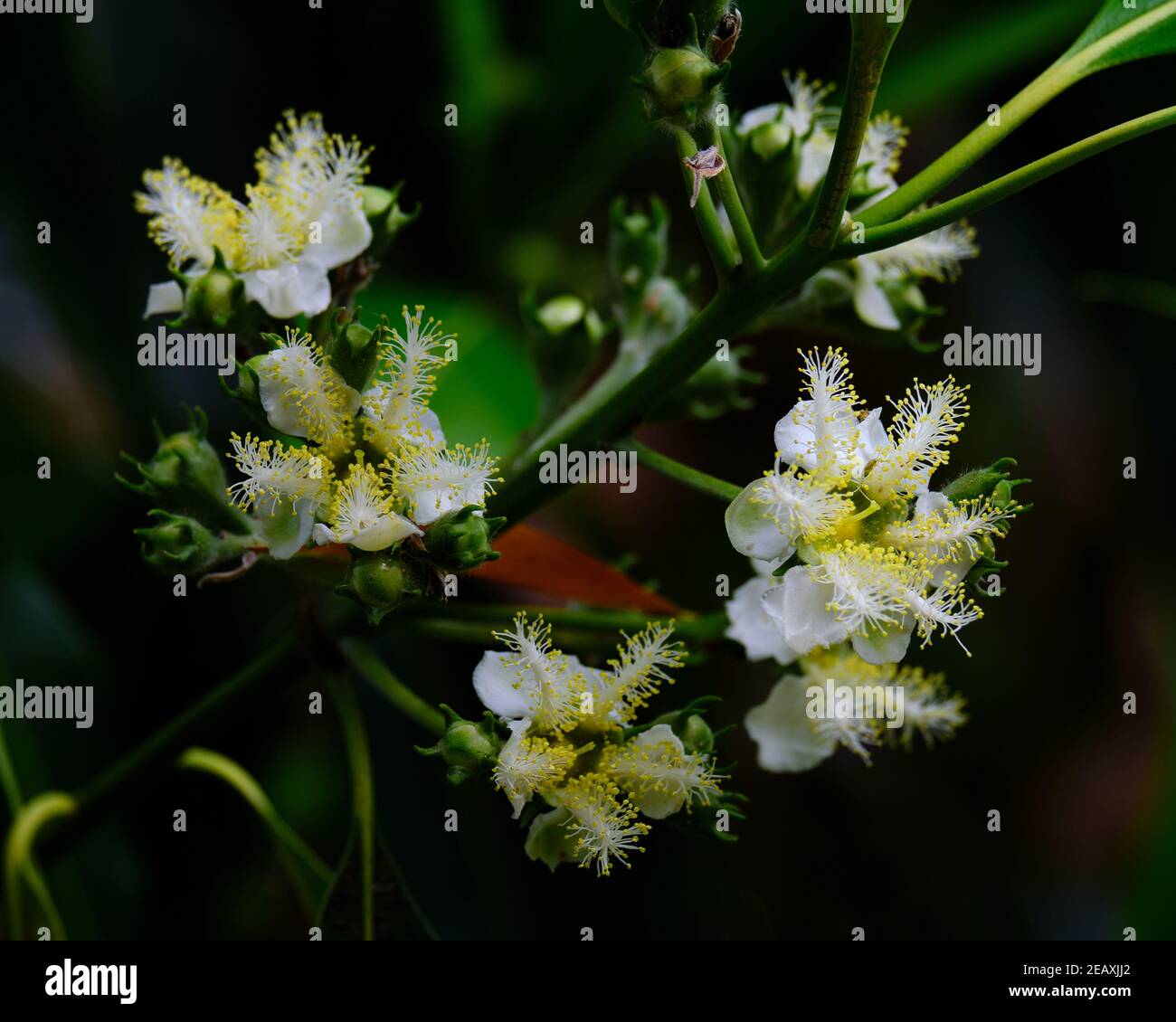 Box Gum Flowers Stock Photo