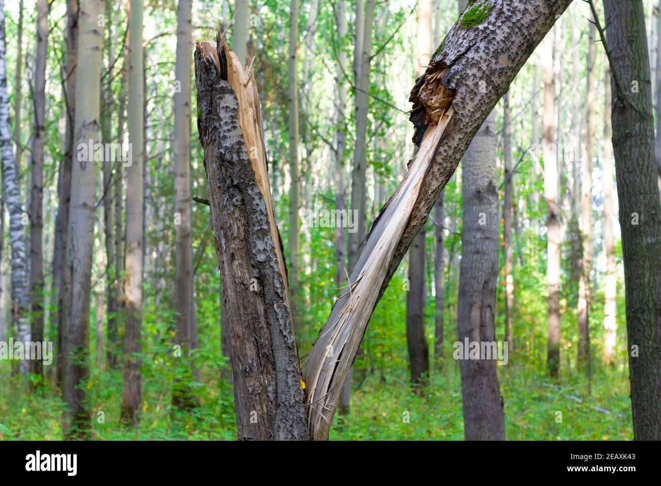 broken old aspen tree against the background of other trees and young green grass on a bright sunny summer day Stock Photo