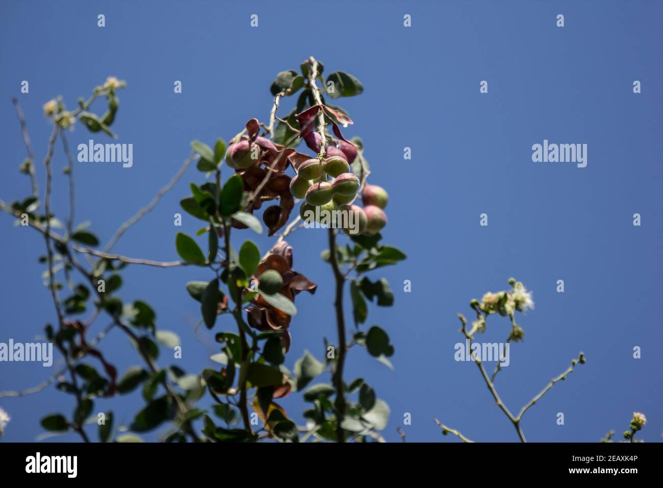 Manila tamarind fruit on tree, tropical fruit Stock Photo Alamy