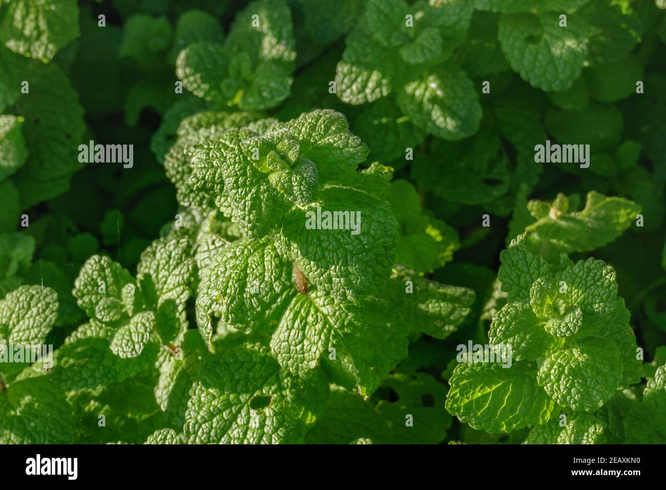 Leaves of the apple mint plant seen up close with sunlight mentha