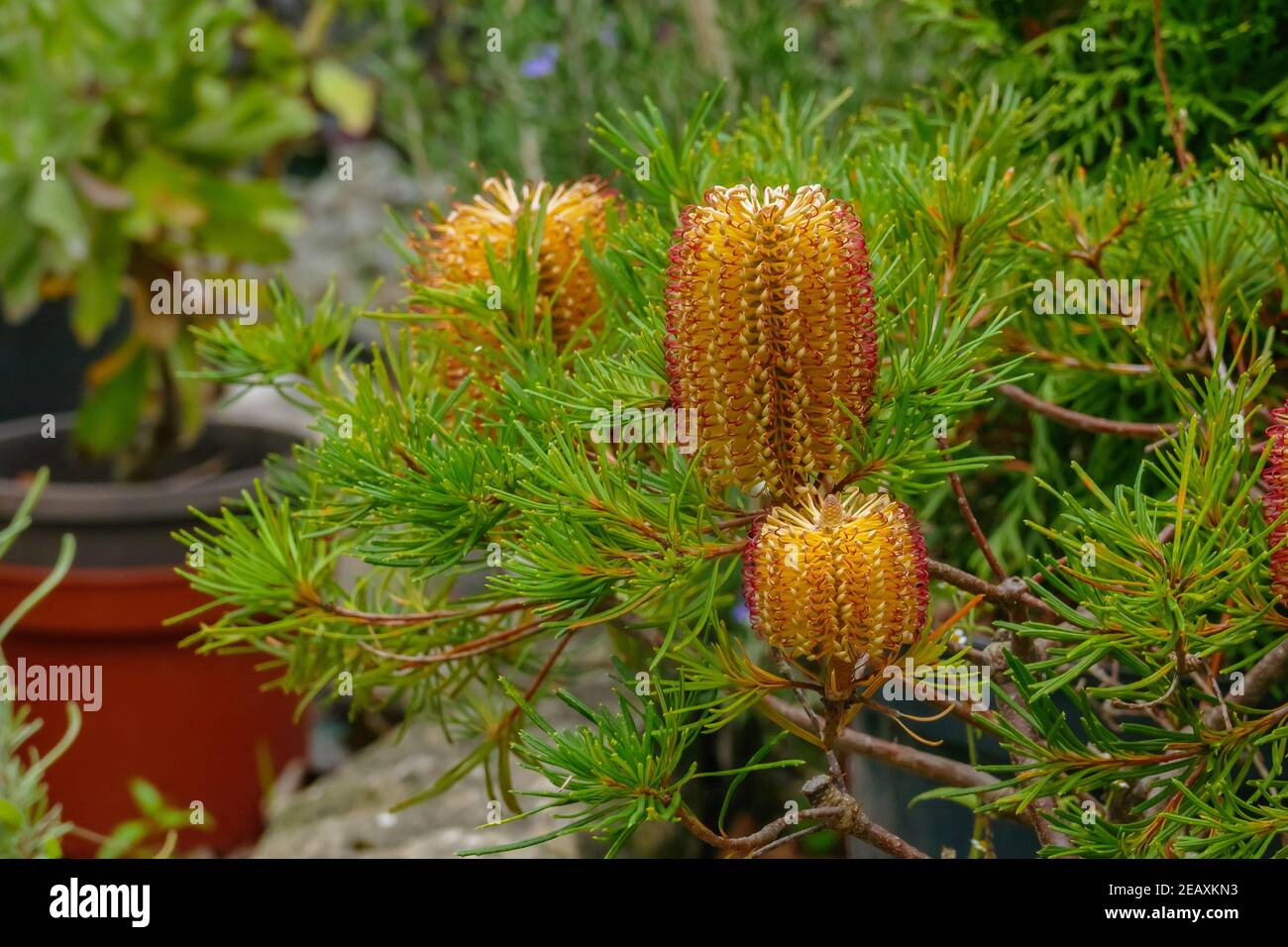 Banksia spinulosa plant hairpin banksia potted with cones outdoors Stock Photo