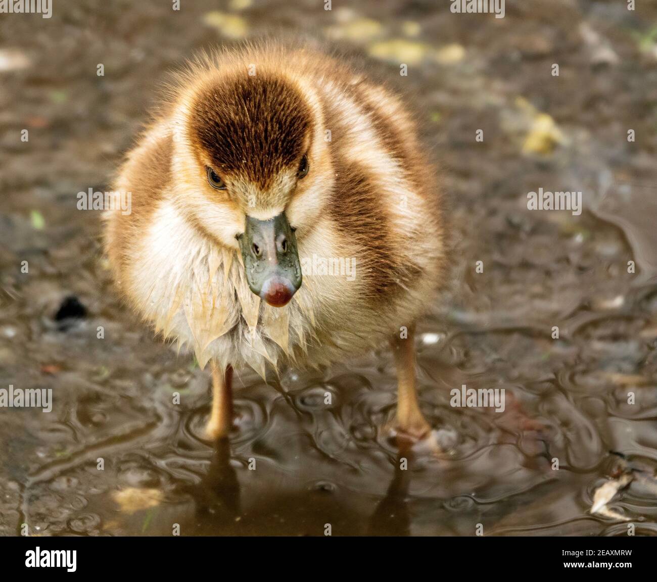A young Egyptian Goose (Alopochen aegyptiaca) gosling standing in shallow water on Hampstead Heath, London, UK. Stock Photo