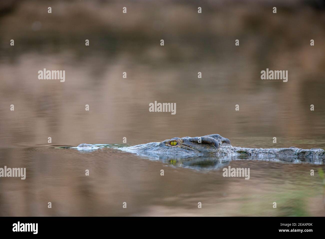A large Nile Crocodile Crocodylus niloticus seen in Zimbabwe's Mana Pools National Park. Stock Photo