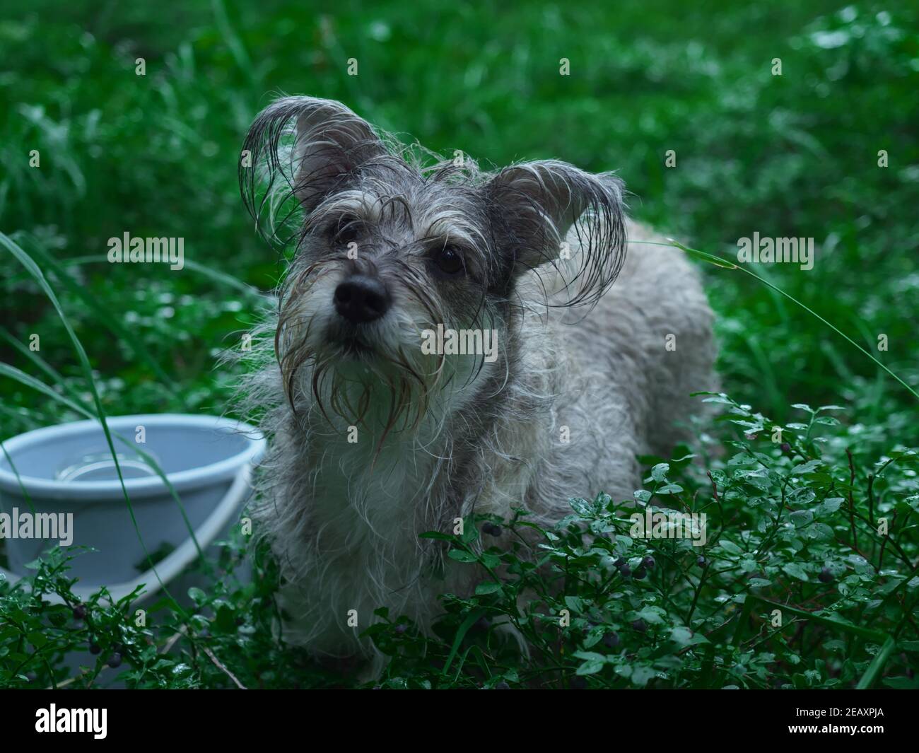 Blueberry dog hires stock photography and images Alamy